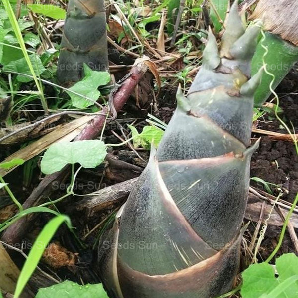 Giant Dragon Bamboo Seeds