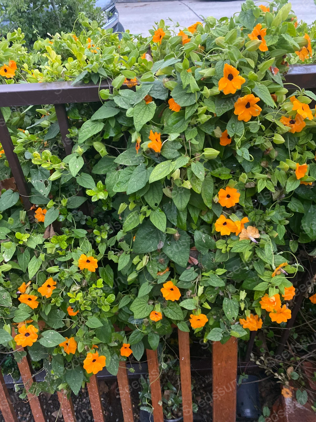 Black-Eyed Susan Creeper Seeds