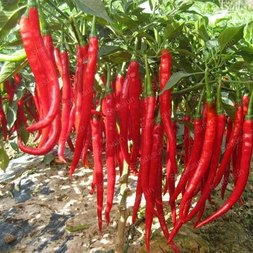 Space Pepper Seeds