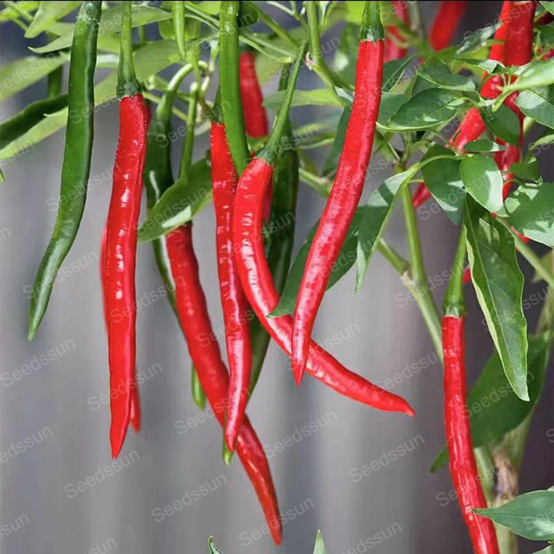 Space Pepper Seeds