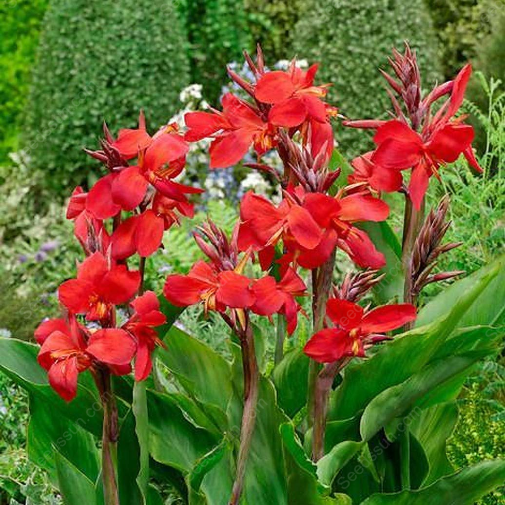 Canna Lily Bulbs - Australia