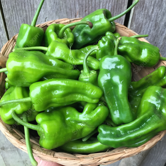 Pepper Padron Organic Seeds