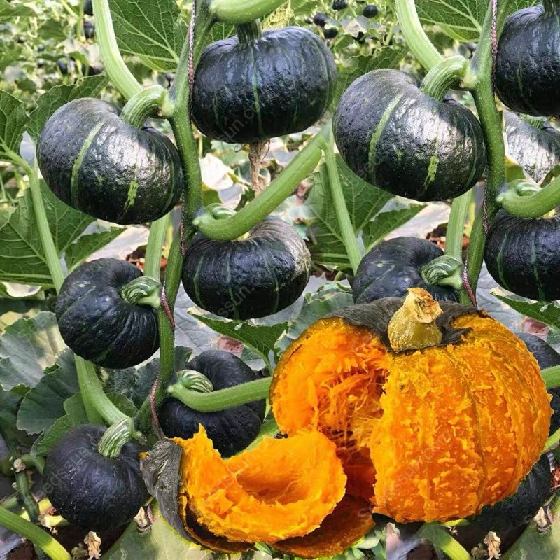 Beibei Pumpkin Seeds - Latest Best Selling Praise Recommendation