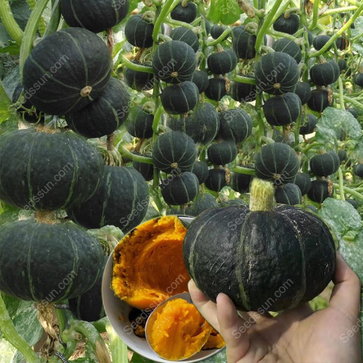 Beibei Pumpkin Seeds - Latest Best Selling Praise Recommendation