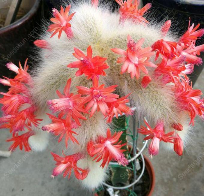 Monkey Tail Cactus Seeds
