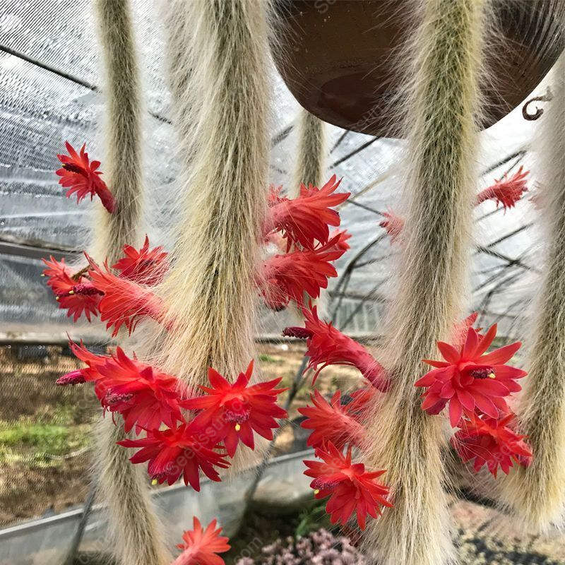 Monkey Tail Cactus Seeds