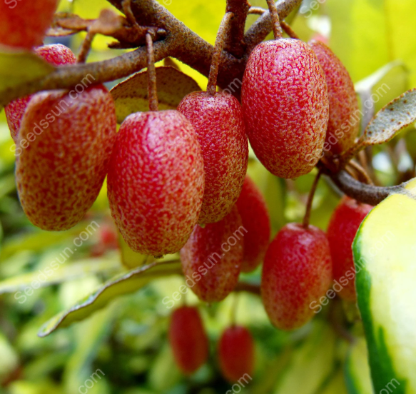 Denseflower Elaeaguns Fruit Seeds