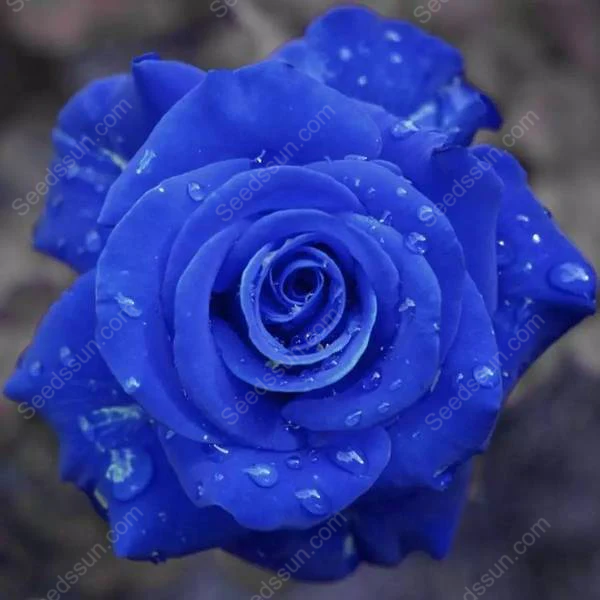 Sorceress Rose Seeds