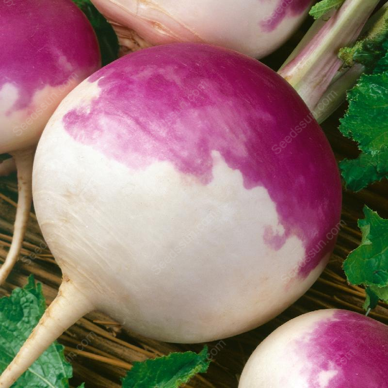 Purple Top White Globe Turnip Seeds