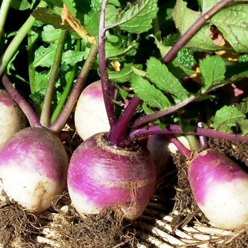 Purple Top White Globe Turnip Seeds