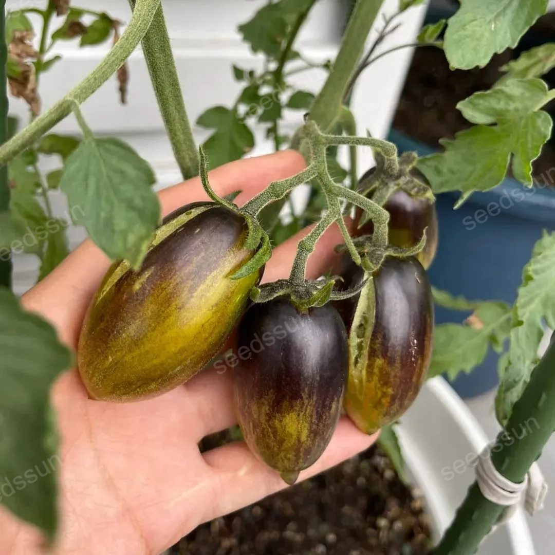 High Quality Heirloom Tomato Seeds