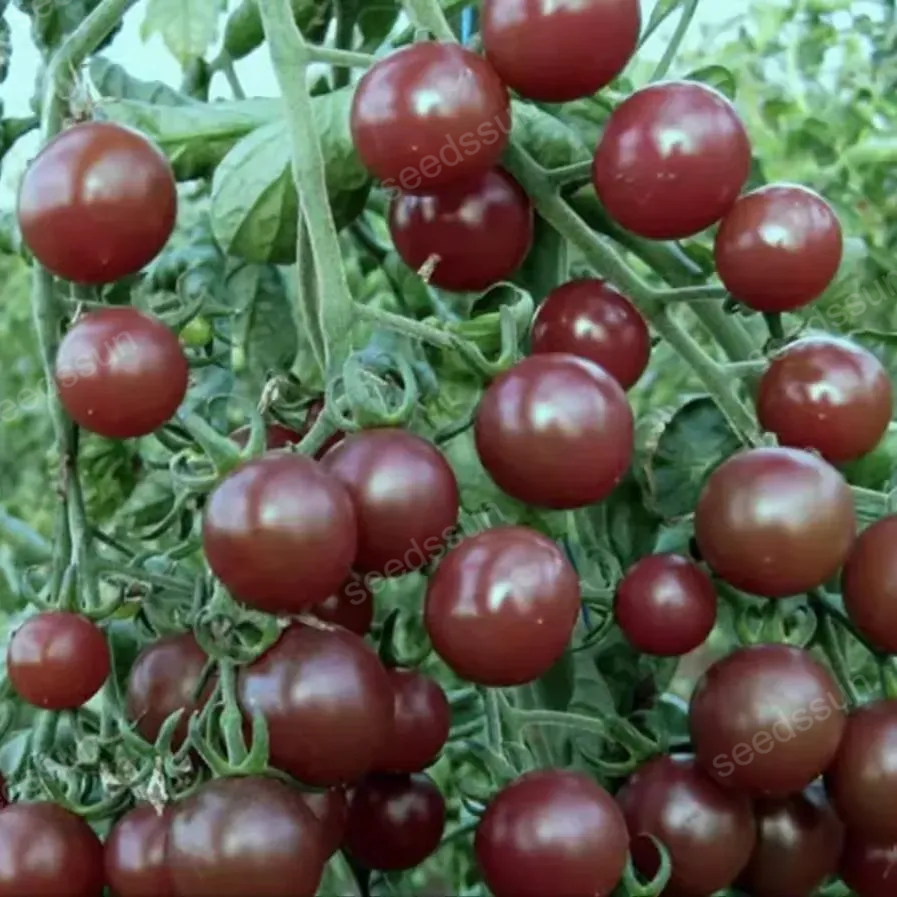 High Quality Heirloom Tomato Seeds