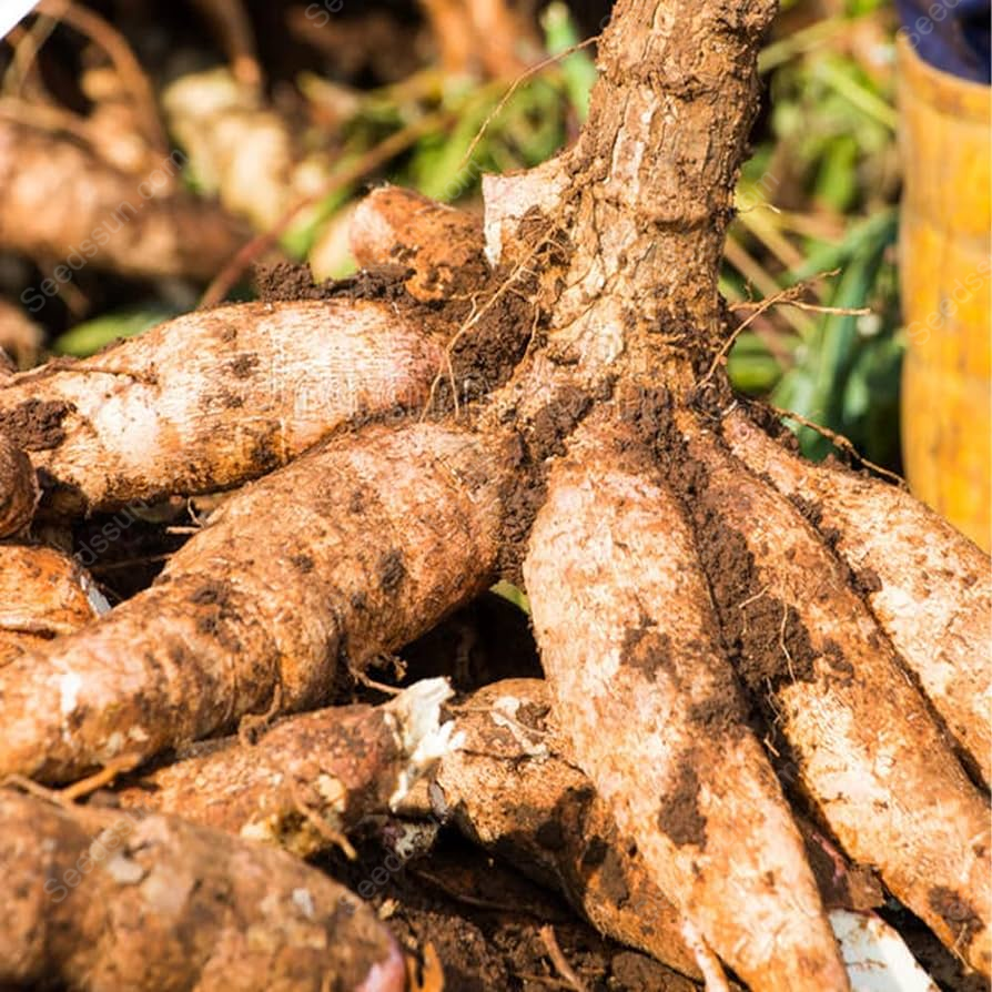 Cassava, Yuca Seed