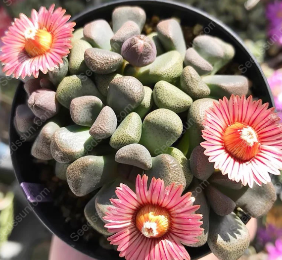 Living stone (Aloinopsis schooneesii)