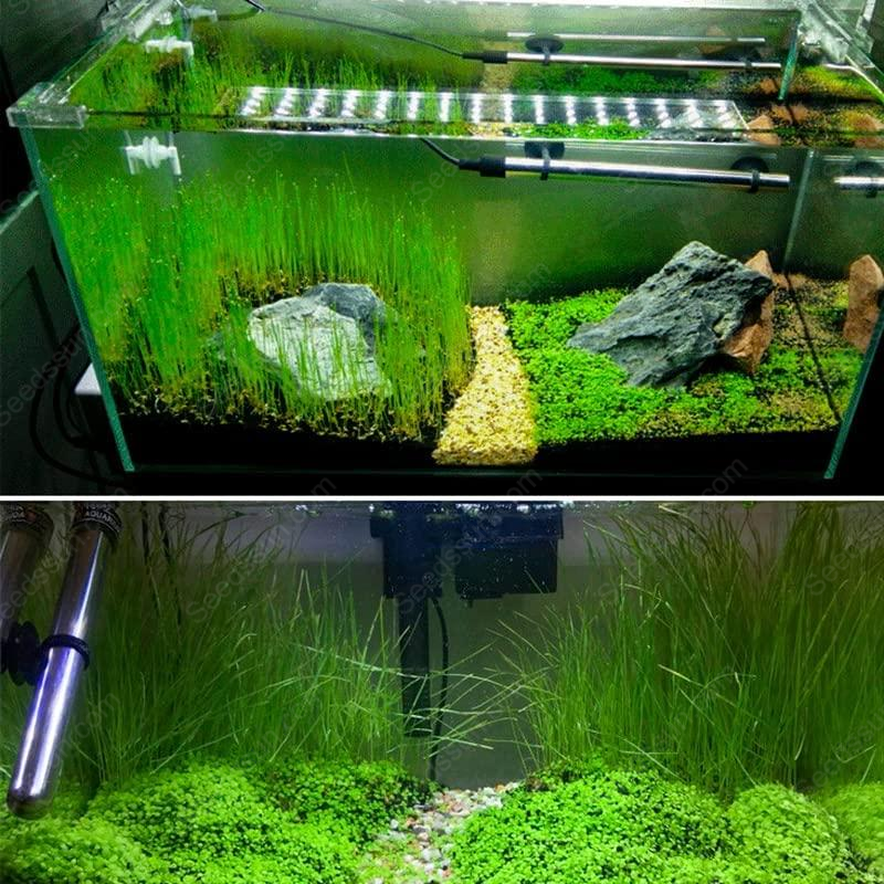 Big Cow Grass Aquarium Plant Seeds
