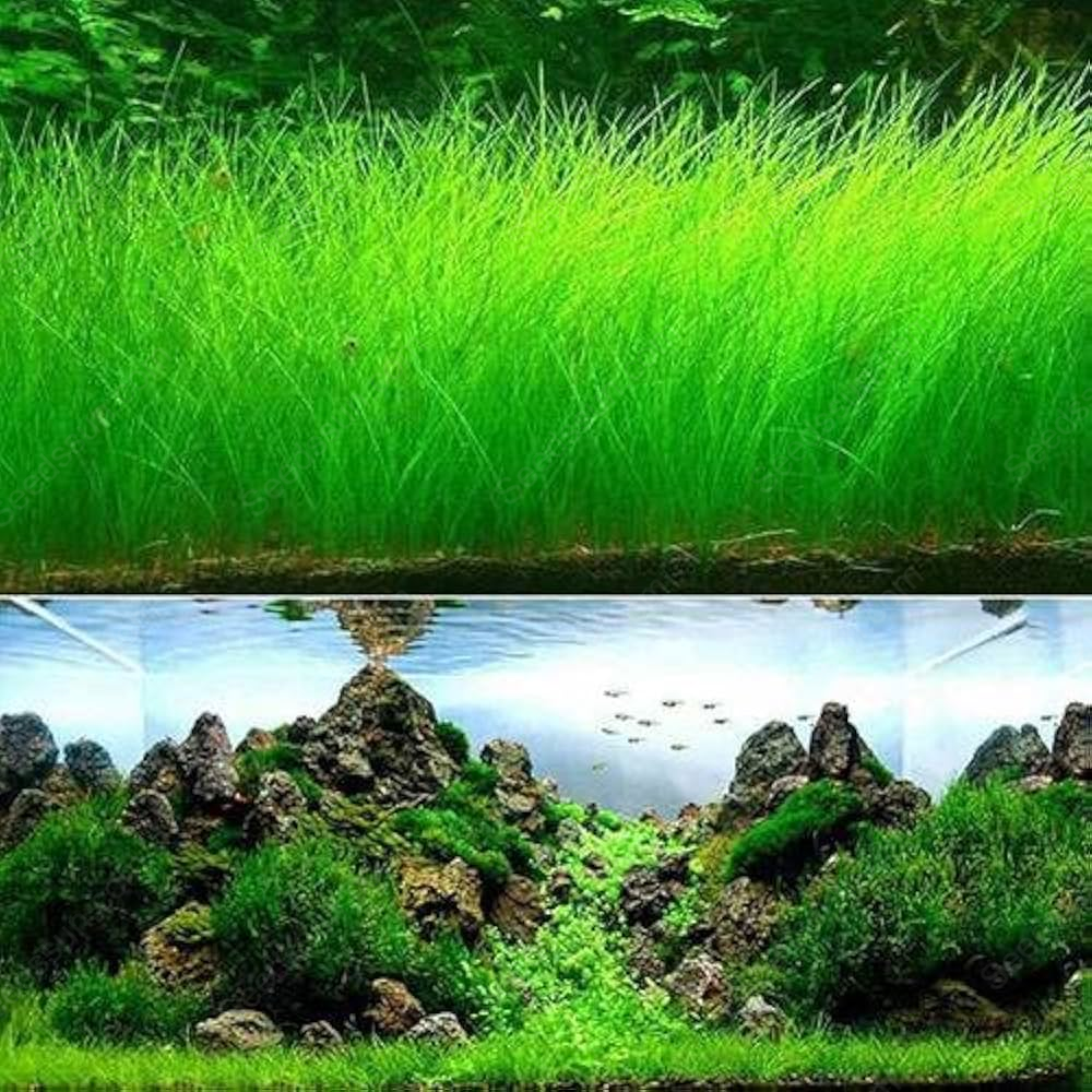 Big Cow Grass Aquarium Plant Seeds