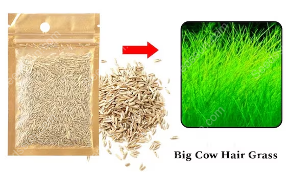 Big Cow Grass Aquarium Plant Seeds