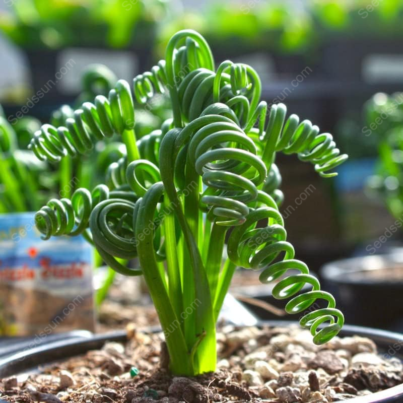 Albuca Spiralis 'Frizzle Sizzle'  [Rare Succulents]