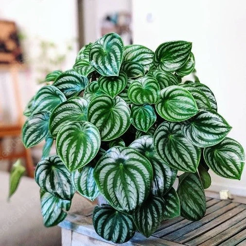 Watermelon Peperomia Seeds