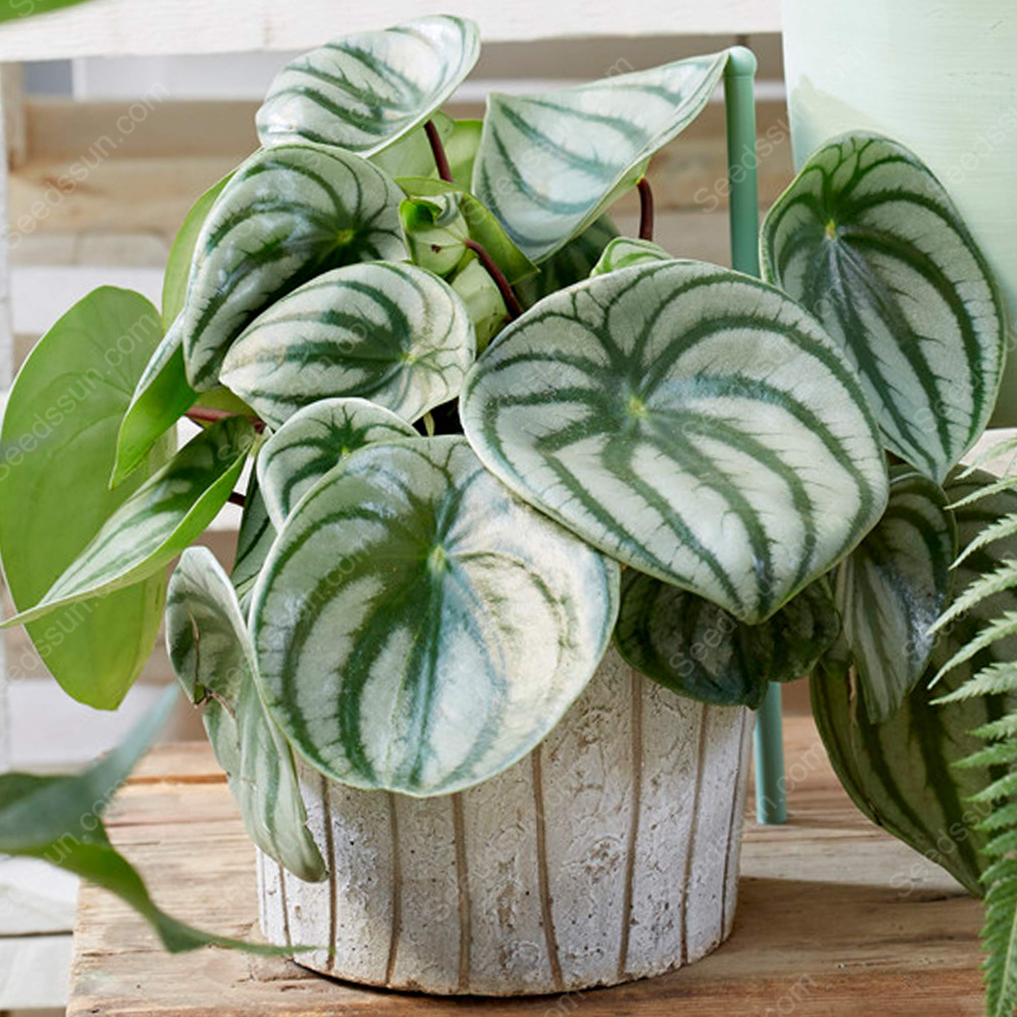 Watermelon Peperomia Seeds