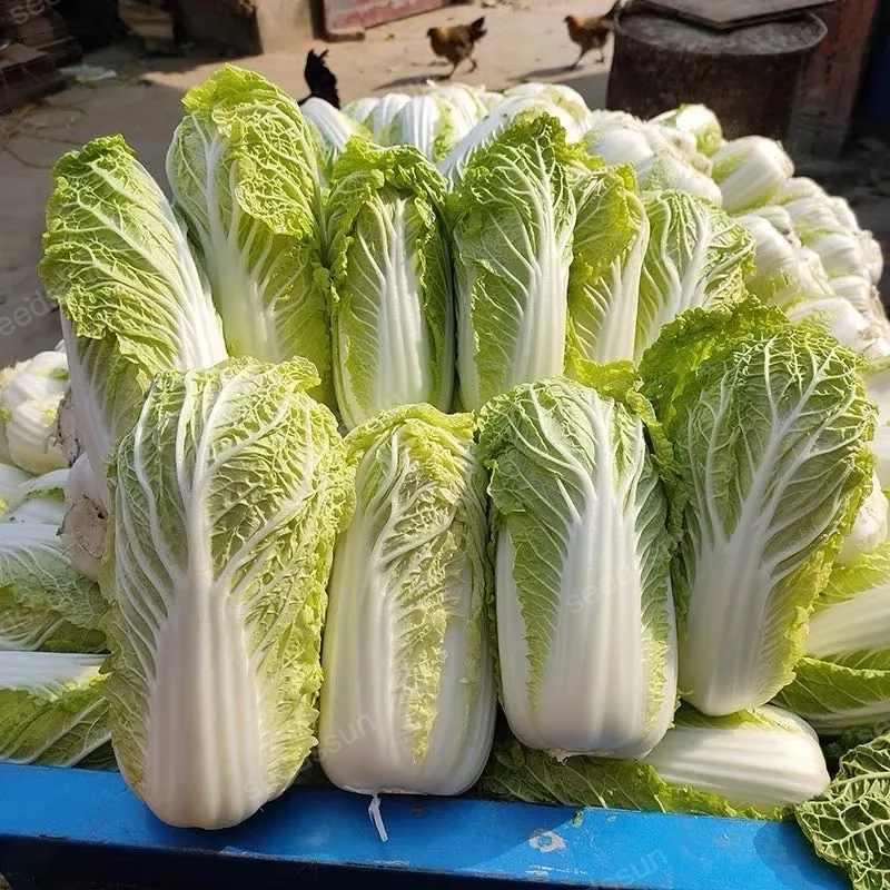 New Product First-Generation Hybrid Yellow Heart Baby Cabbage Seeds