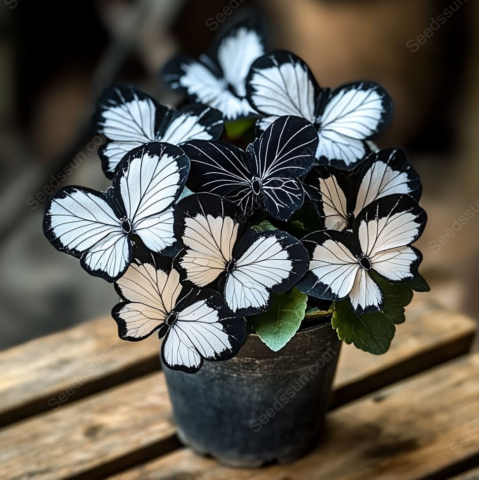 🦋 Butterfly Begonia Seeds