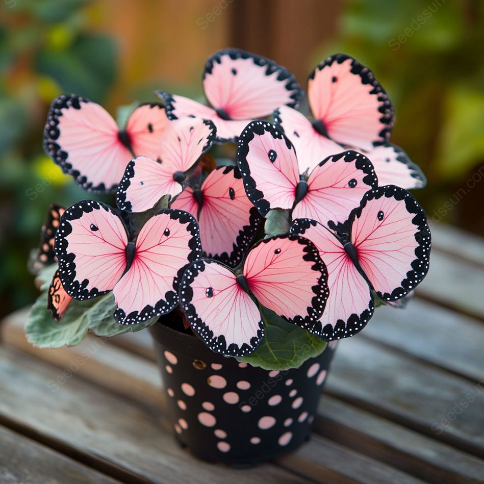 🦋 Butterfly Begonia Seeds
