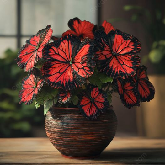 🦋 Butterfly Begonia Seeds