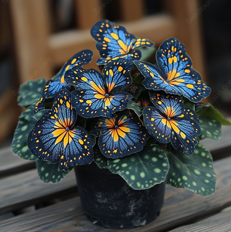 🦋 Butterfly Begonia Seeds