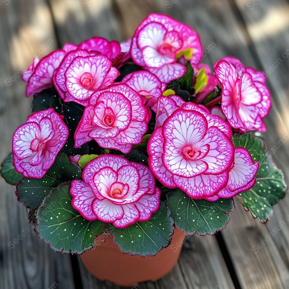 Perennial Rare  Begonia Seeds