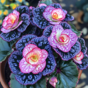 Black Spot Purple