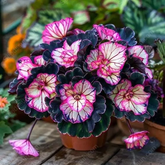 Perennial Rare  Begonia Seeds