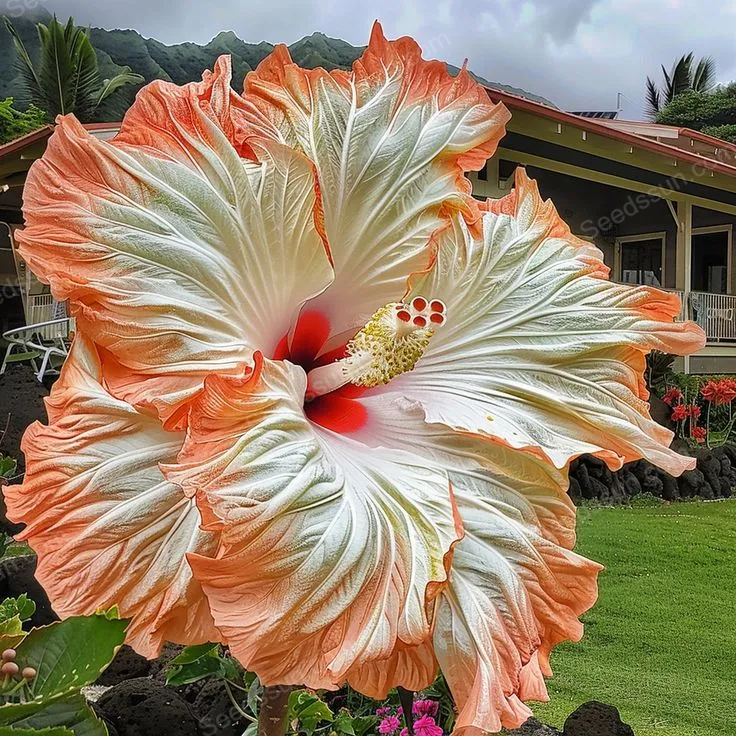 Giant Hibiscus Seeds - Garden Fantasy Queen