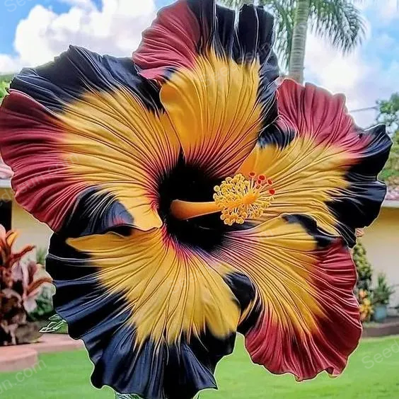 Giant Hibiscus Seeds - Garden Fantasy Queen