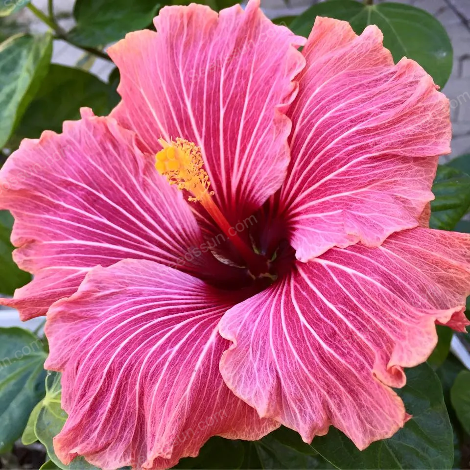 Giant Hibiscus Seeds - Garden Fantasy Queen