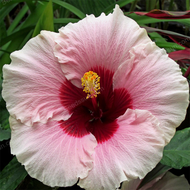 Giant Hibiscus Seeds - Garden Fantasy Queen