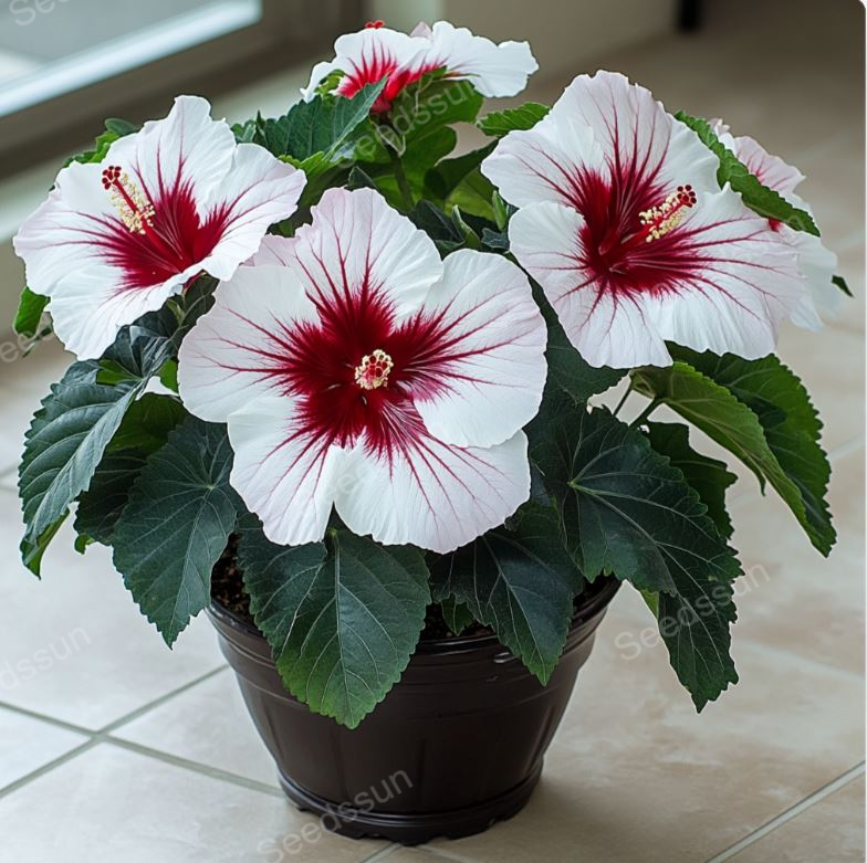 Potted Hibiscus Seeds