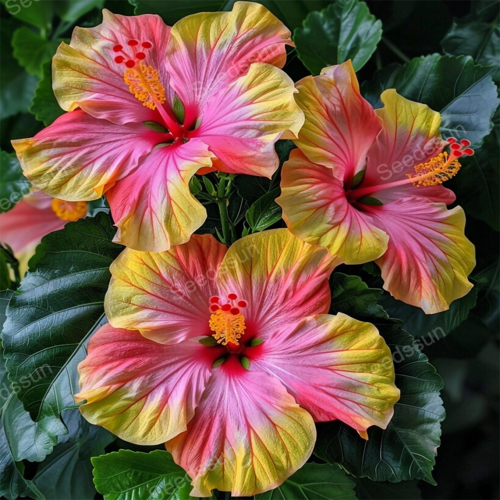Potted Hibiscus Seeds