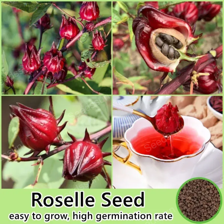 Red Roselle Seeds For Growing Seeds Now Or Saving Seeds For Years