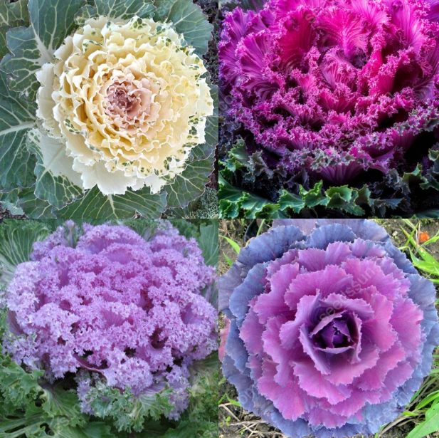 Brassica oleracea var. acephala Seeds