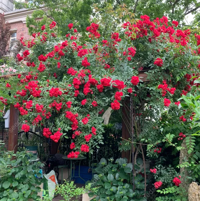 Redwood Creeper Flower Seeds🥰Last Day Sale - 60% OFF