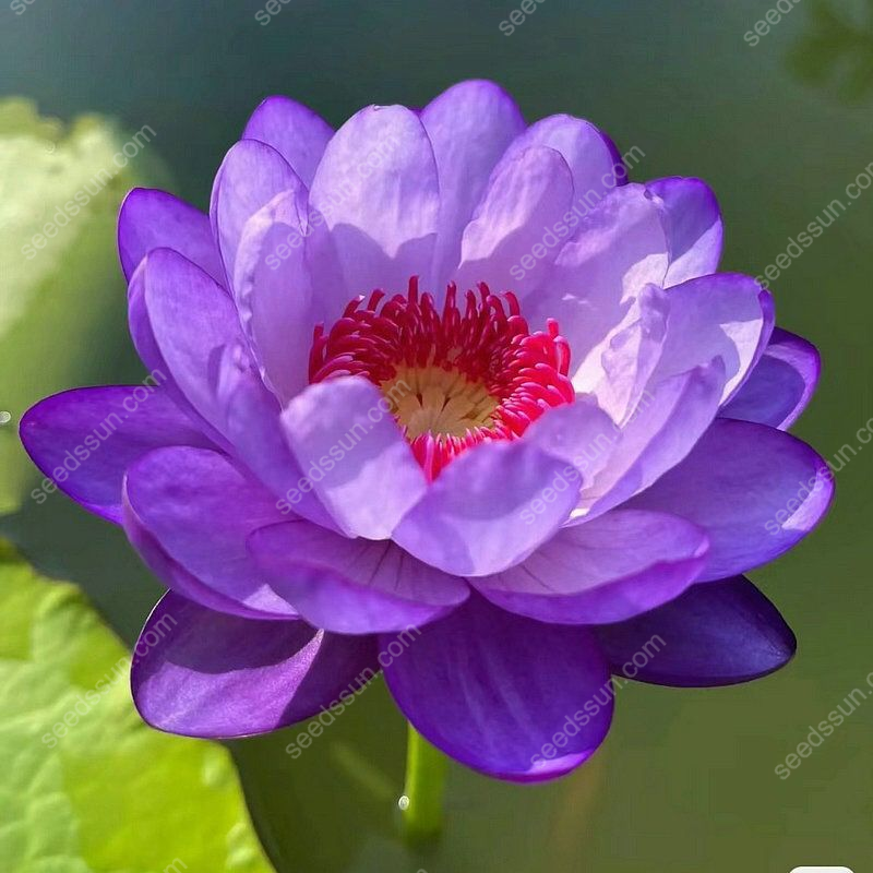 Nymphaea tetragona Seeds🪷【7 days germination】Last Day Sale - 60% OFF