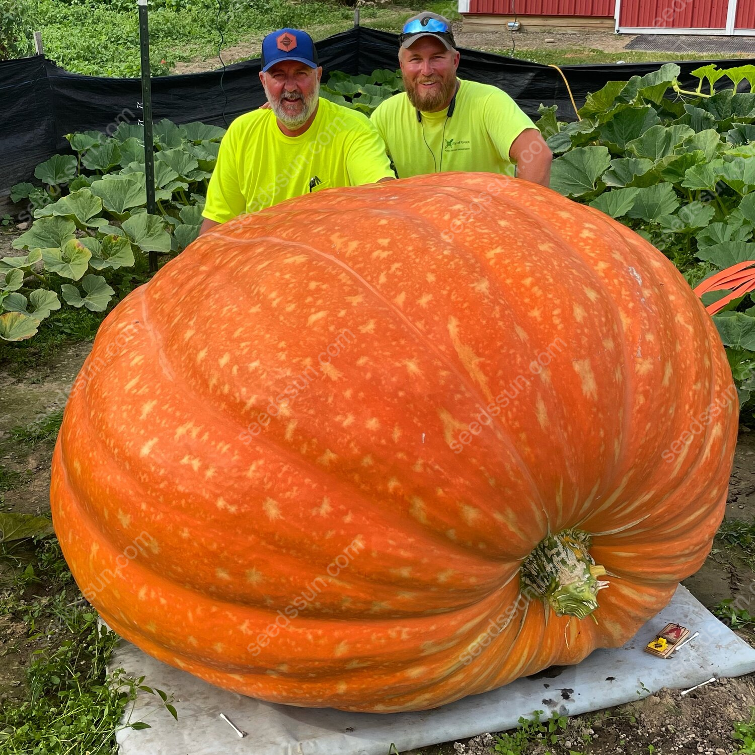 Cucurbita Maxima Seeds🎃