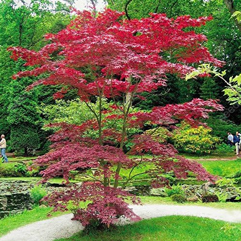 Acer Palmatum Seeds