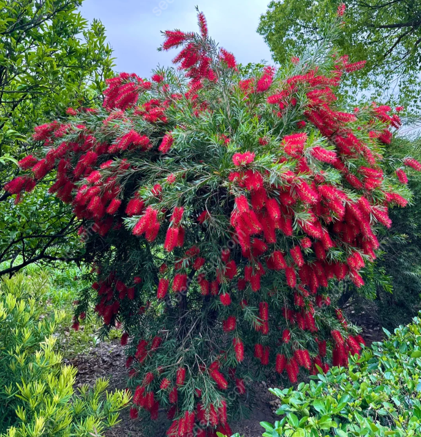 Callistemon Seeds