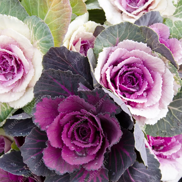 Brassica oleracea var. acephala Seeds