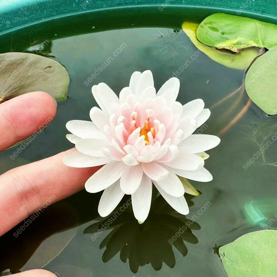 Nymphaea tetragona Seeds🪷【7 days germination】Last Day Sale - 60% OFF