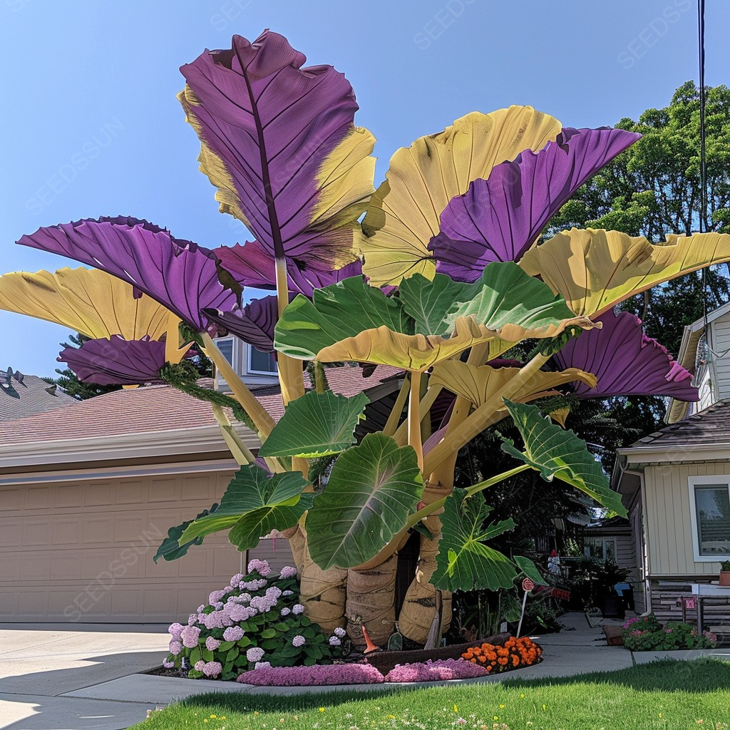 Caladium Purple&Yellow Seeds
