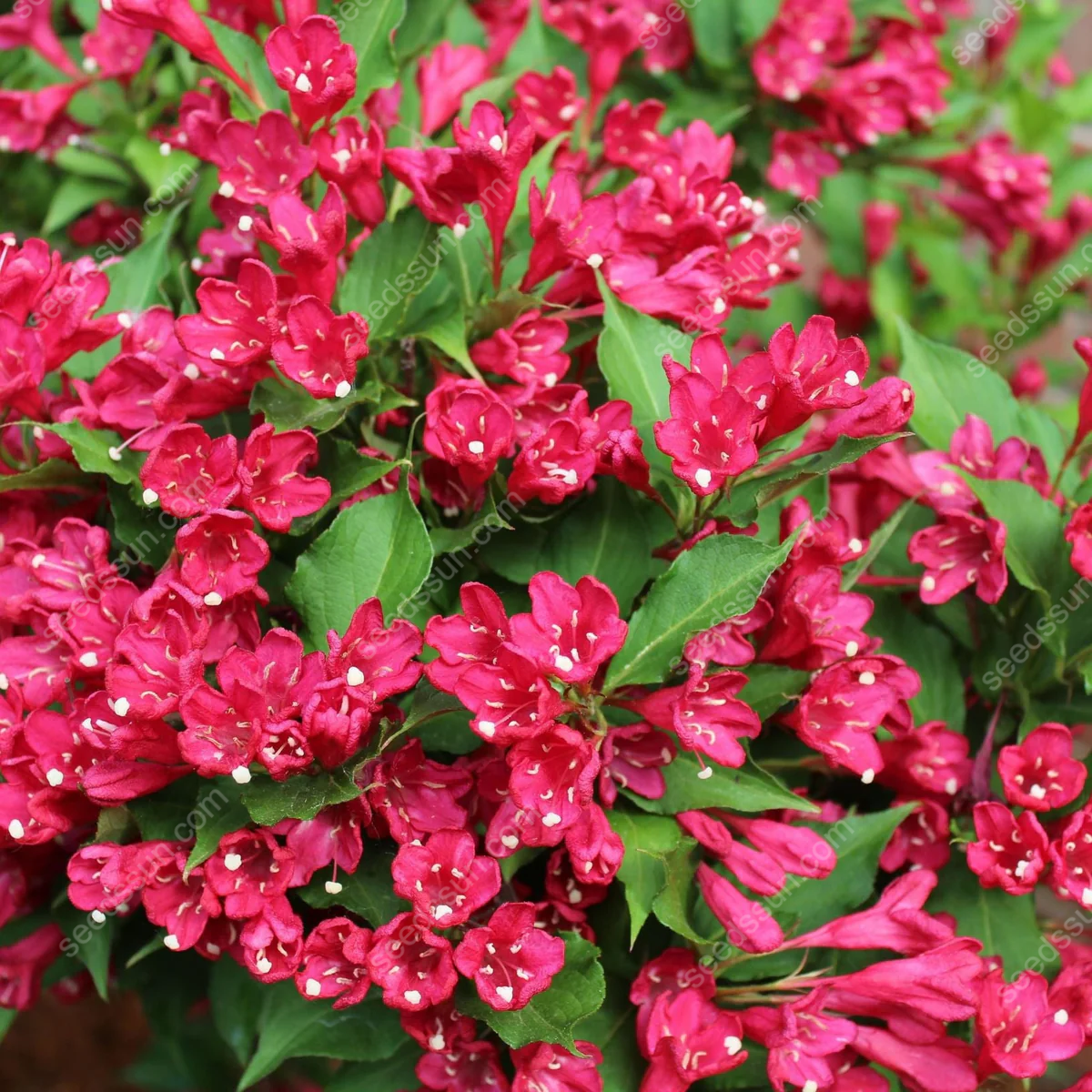Weigela Florida Seeds