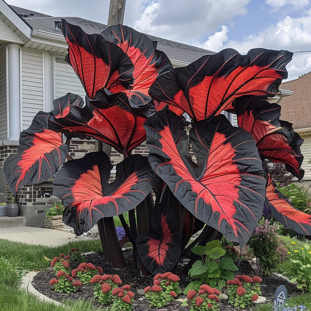 Rare Giant Caladium Seeds